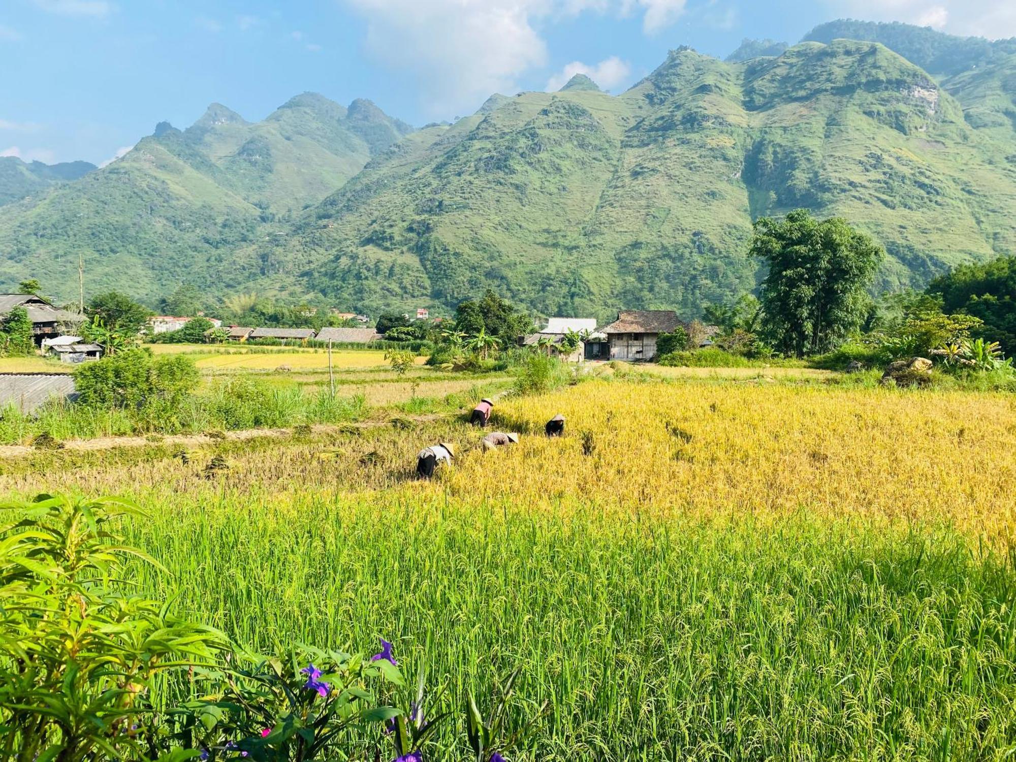 Du Gia Field View Homestay Làng Cac Eksteriør bilde